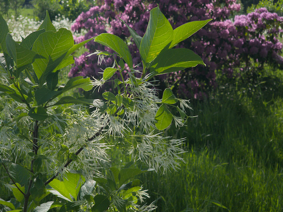 Schneeflockenstrauch